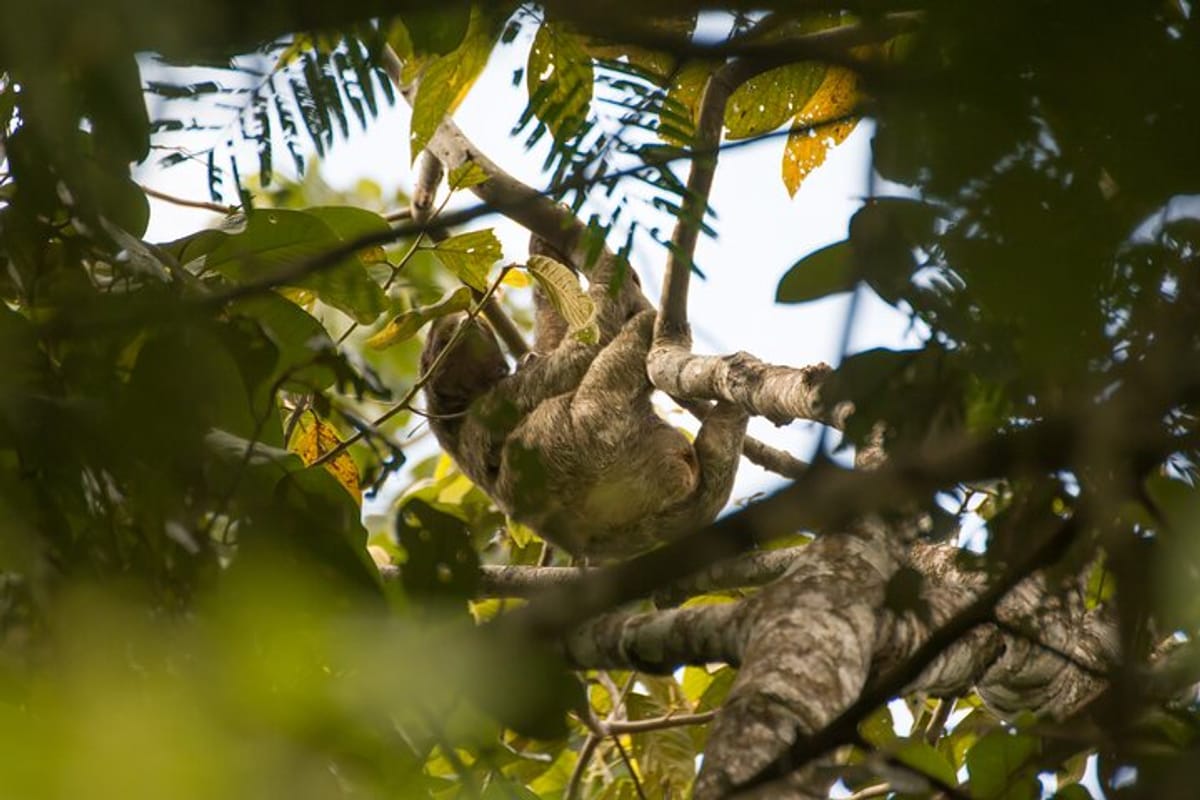 sloth-observation-tour-day-or-night-from-arenal_1